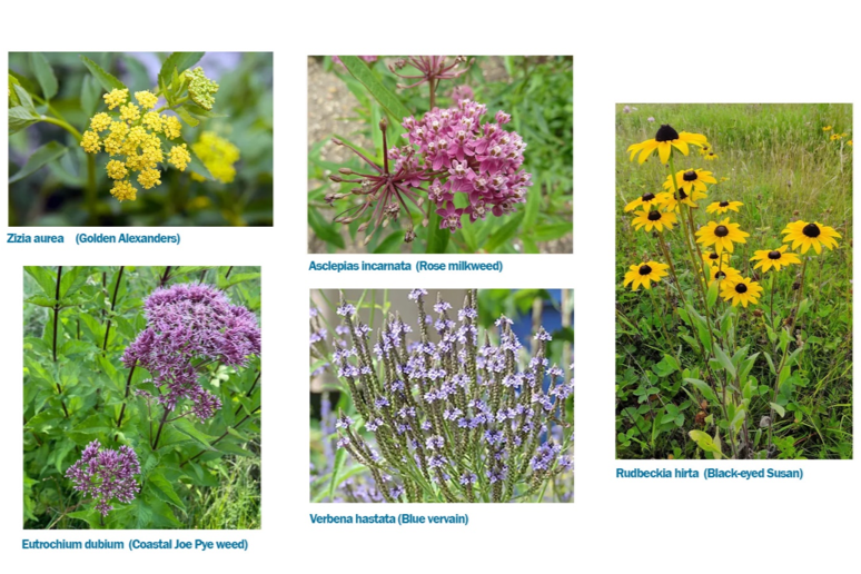 WaterSmart Garden Seed Flowers