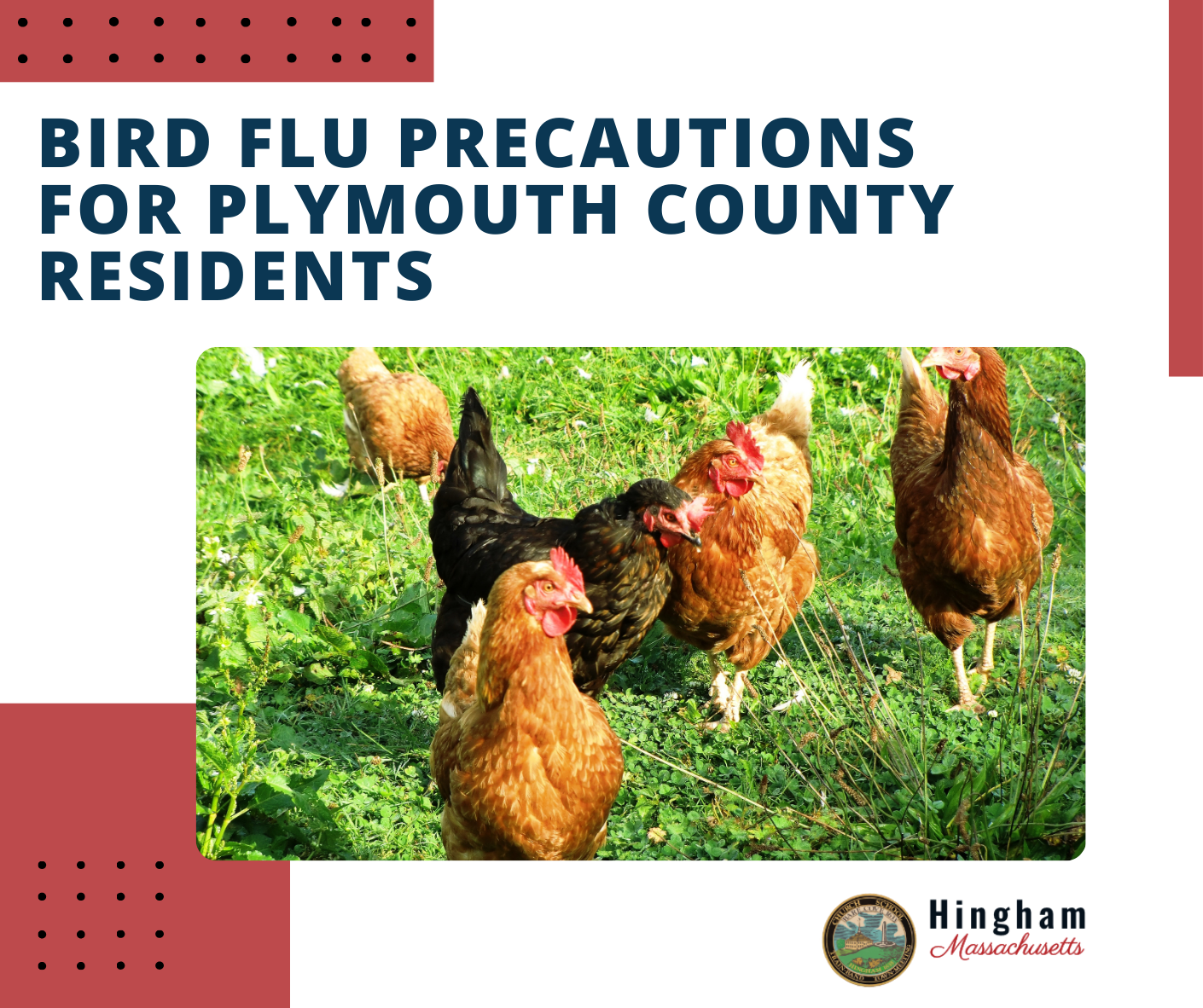 Bird Flu with photo of chickens